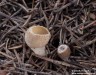 Zvonkovka číškovitá závojová (Houby), Tarzetta cupularis var. velata  (Quél.) Häffner 1992 (Fungi)